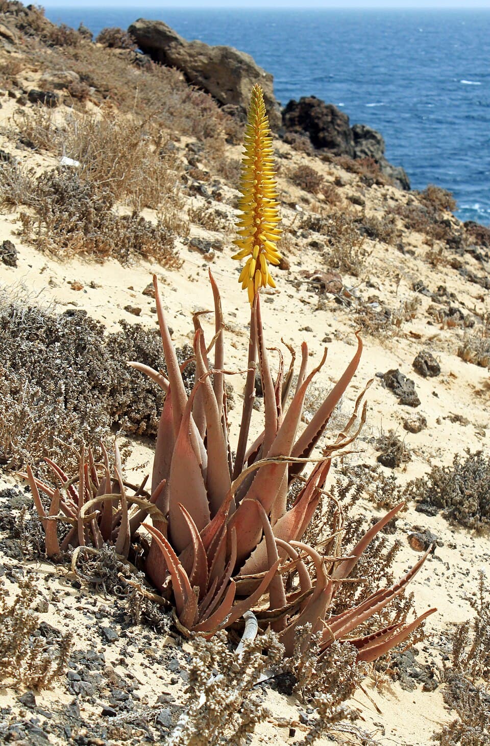 Aloês (Aloe vera), illustration botanique