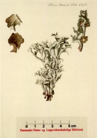 Lichen d'Islande (Cetraria islandica), illustration botanique