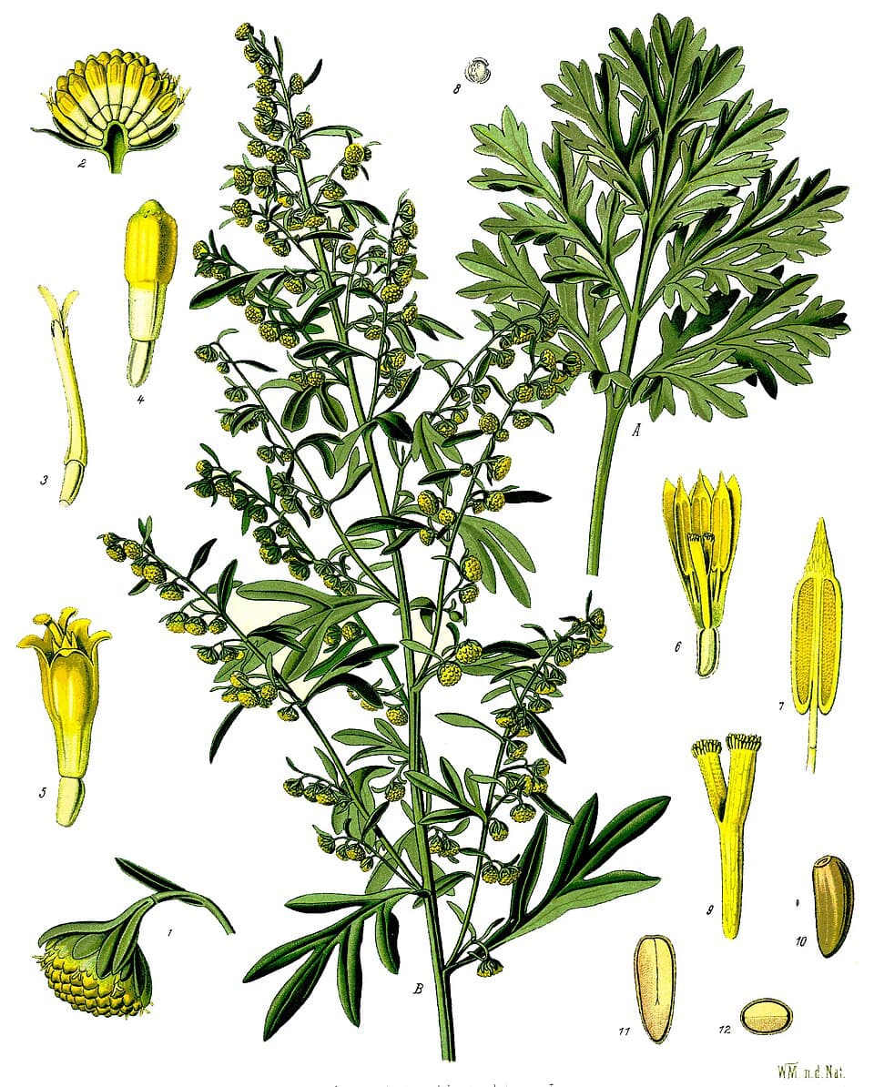 Absinthe (Artemisia absinthium), illustration botanique