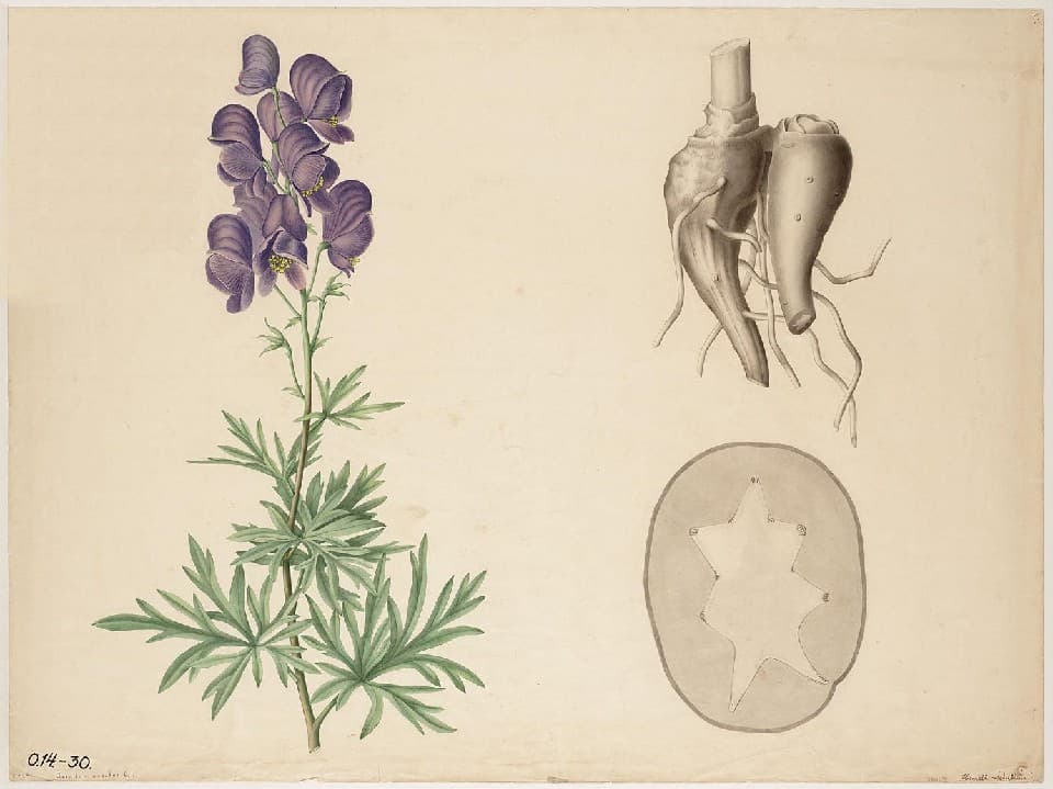 Aconit (Aconitum napellus), illustration botanique