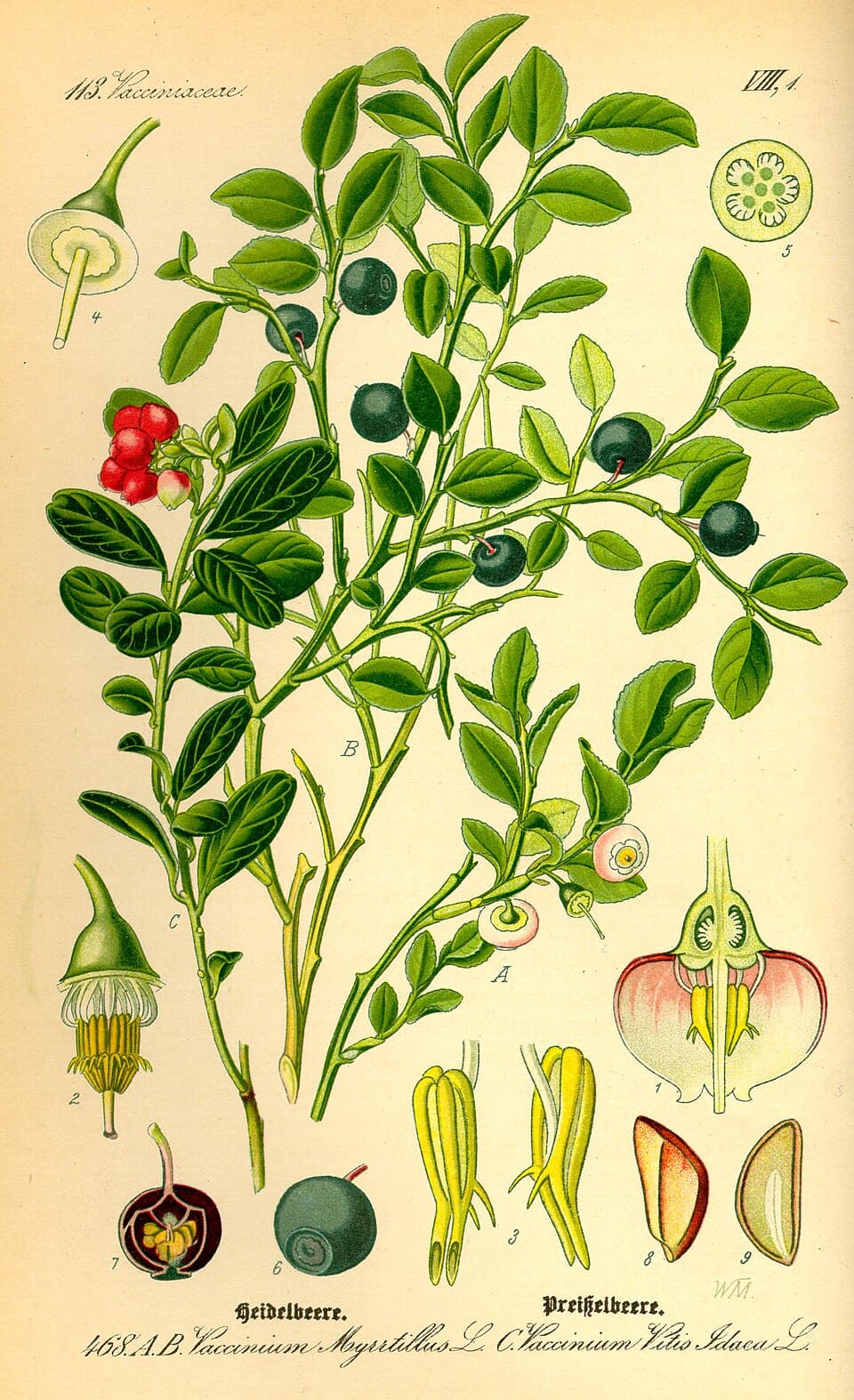Airelle (Vaccinium myrtillus), illustration botanique