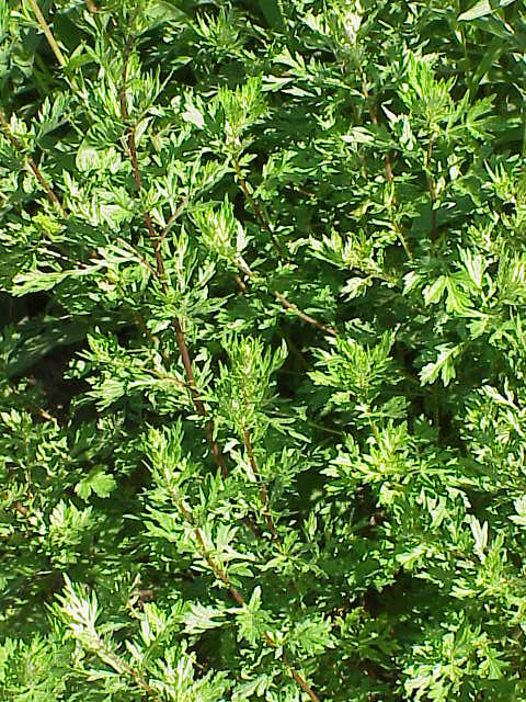 Armoise (Artemisia vulgaris), illustration botanique