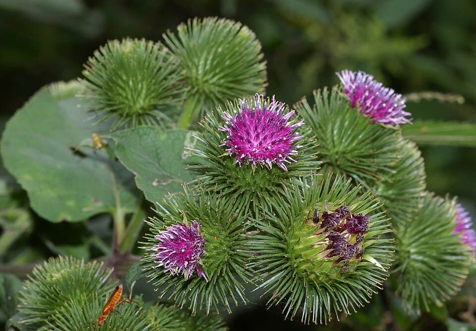 Bardane (Arctium lappa), illustration botanique