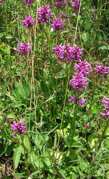 Bétoine officinale (Betonica officinalis), illustration botanique