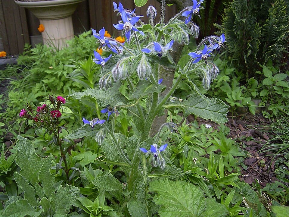 Bourrache (Borrago officinalis), illustration botanique