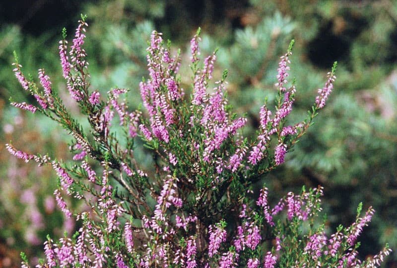 Bruyère (Calluna vulgaris), illustration botanique