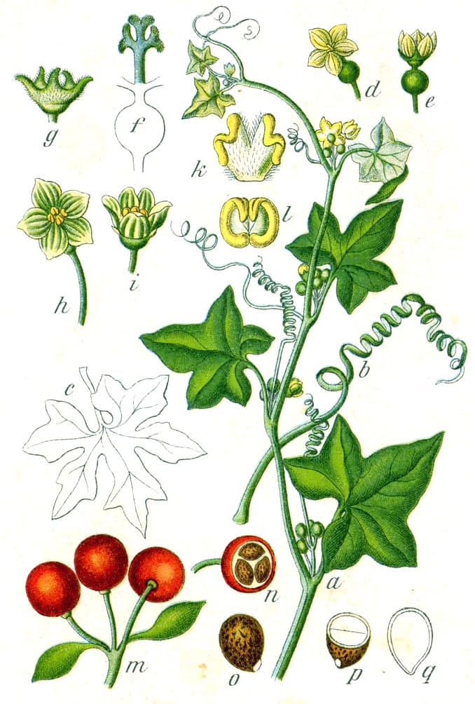 Bryone (Bryonia dioica), illustration botanique