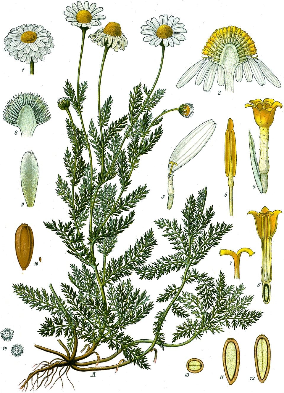 Camomille romaine et cultivée (Anthemis nobilis), illustration botanique