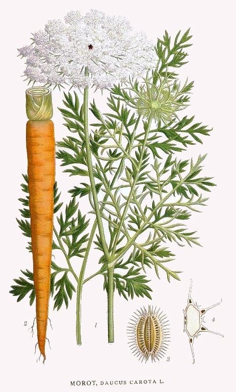 Carotte (Daucus carota), illustration botanique