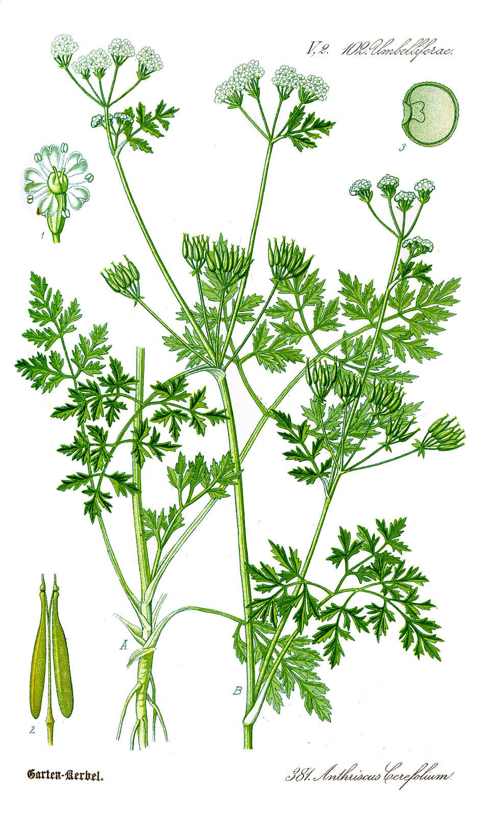 Cerfeuil (Anthriscus cerefolium), illustration botanique
