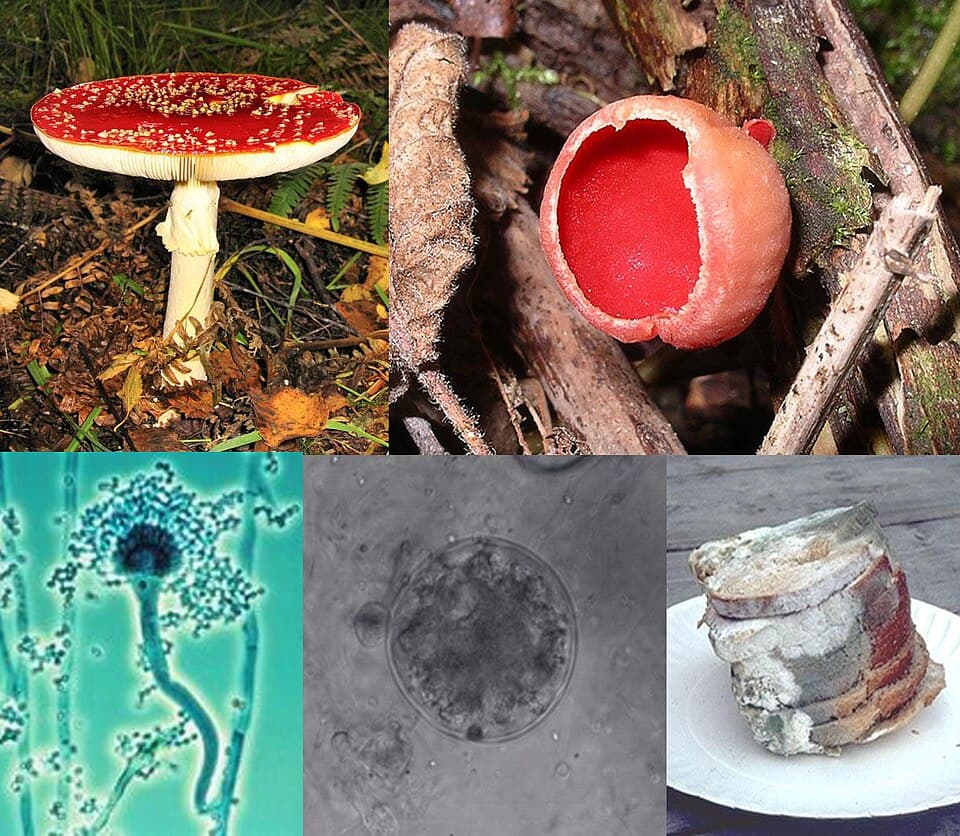 Champignons (Fungi), illustration botanique