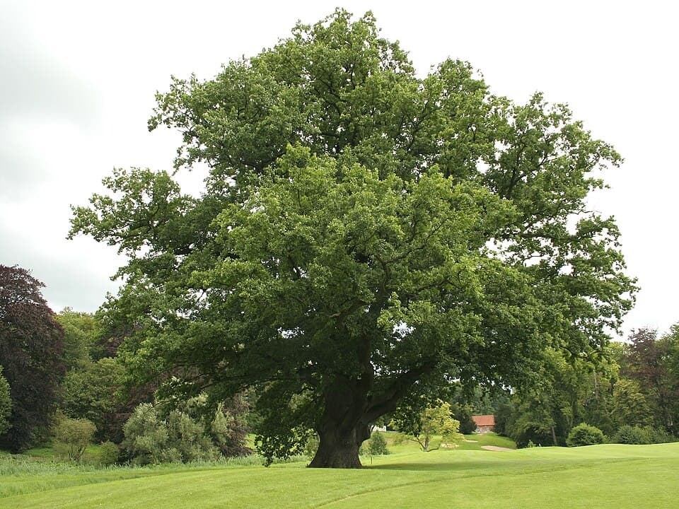 Chêne (Quercus robur), illustration botanique
