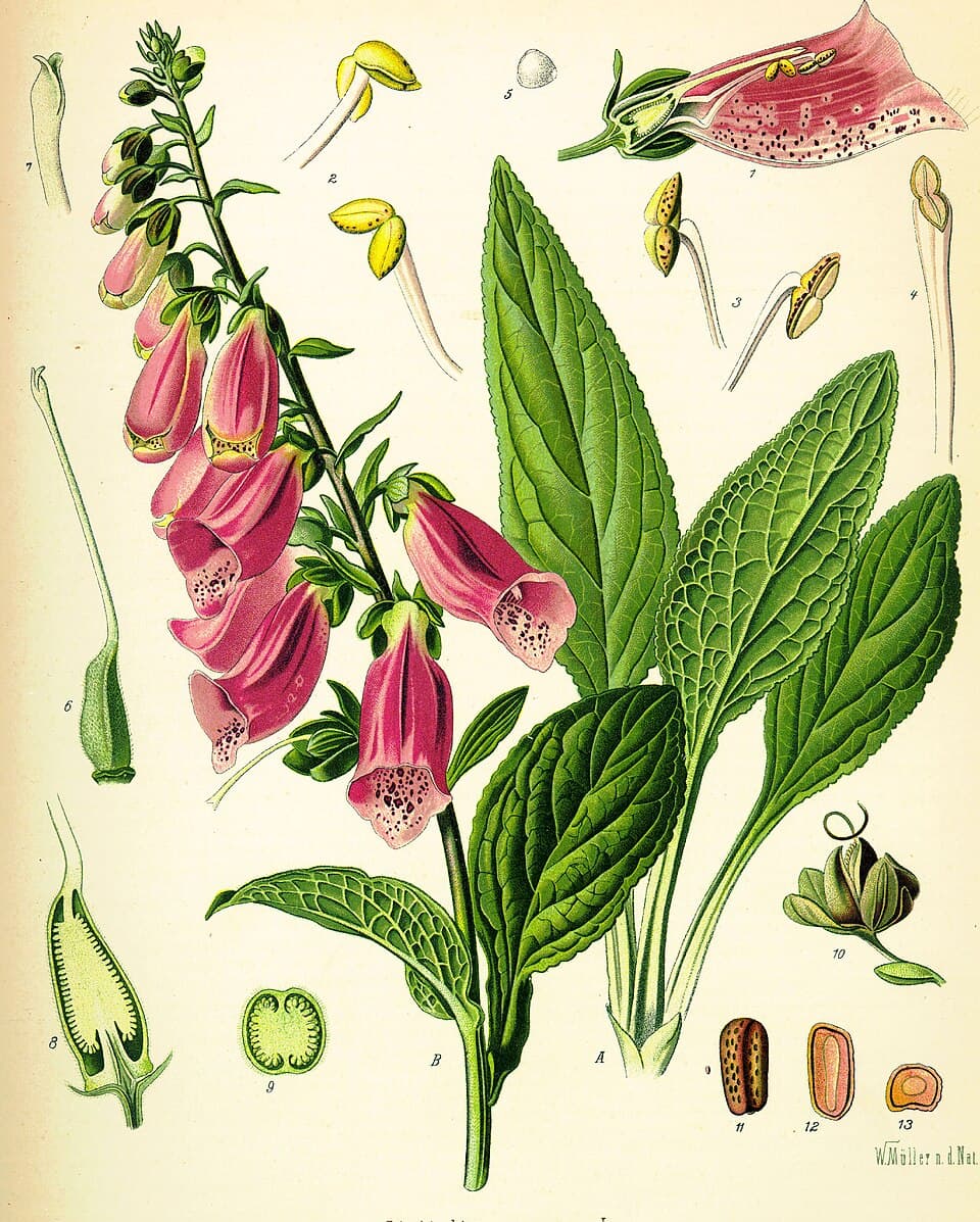 Digitale pourprée (Digitalis purpurea), illustration botanique