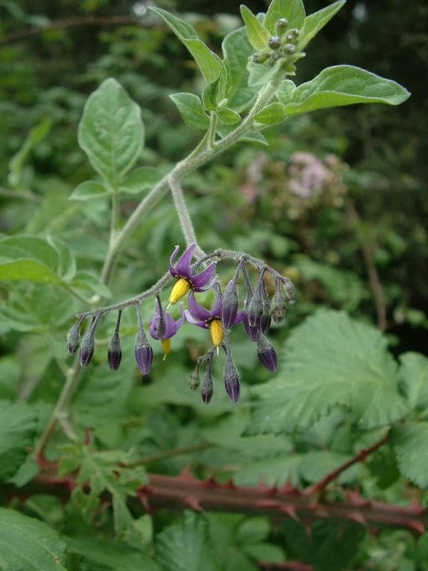 Douce-amère (Solanum dulcamara), illustration botanique