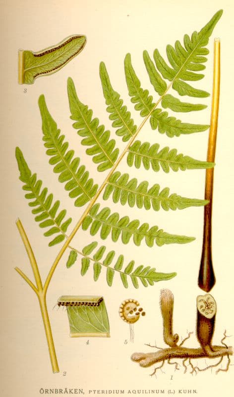 Fougere (Pteridium aquilinum), illustration botanique
