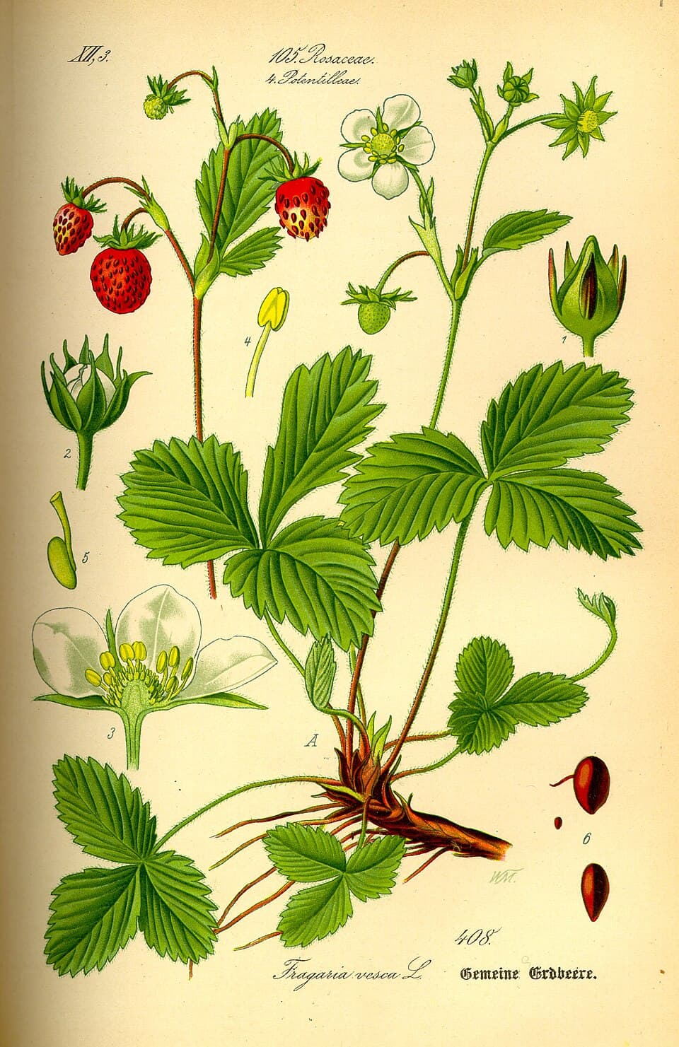 Fraisier (Fragaria vesca), illustration botanique