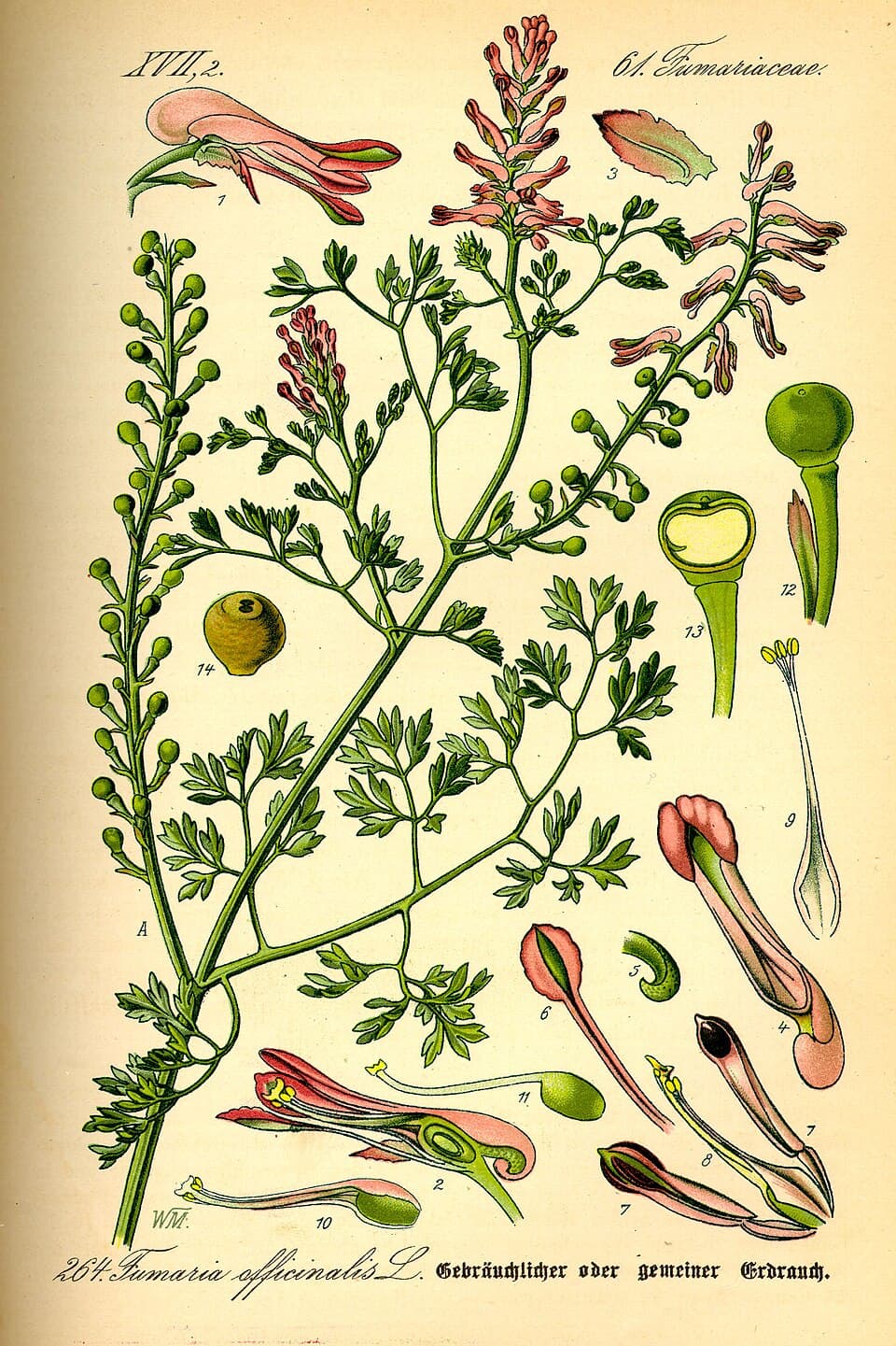 Fumeterre (Fumaria officinalis), illustration botanique