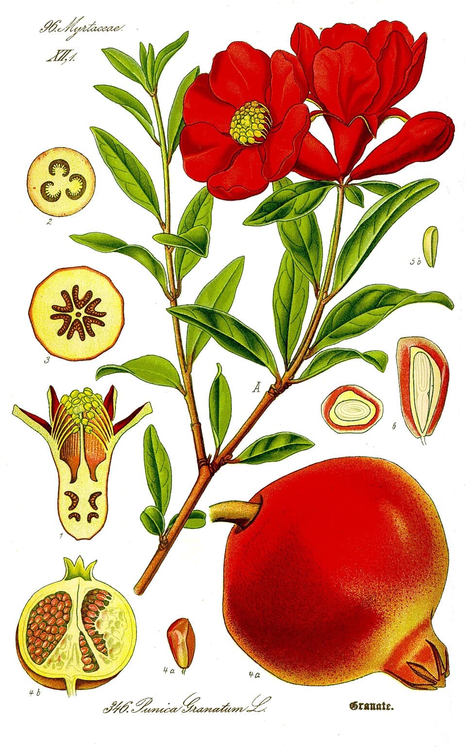 Grenadier (Punica granatum), illustration botanique