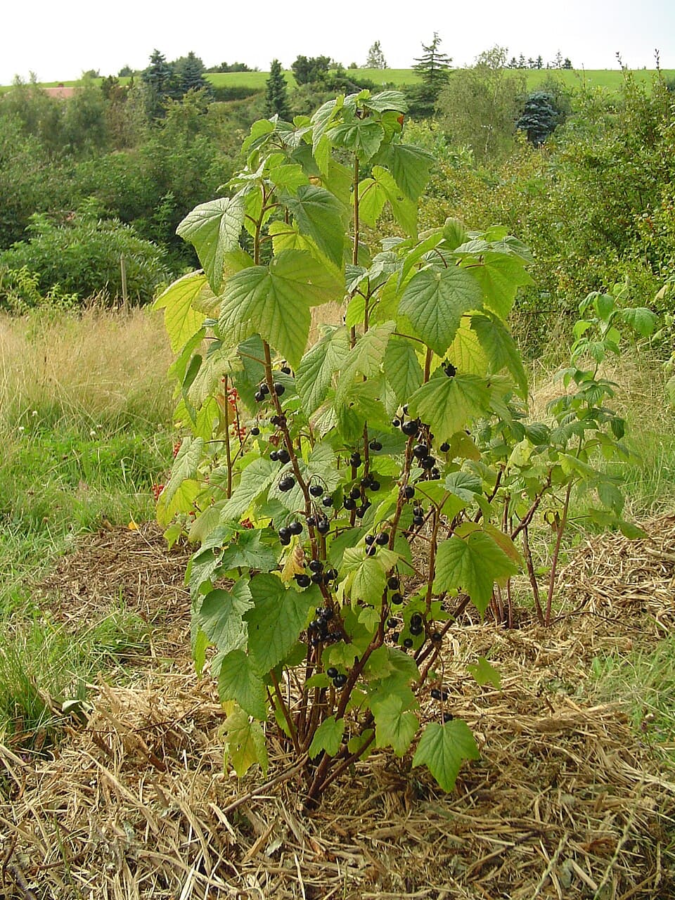 Groseillier noir (Ribes nigrum), illustration botanique