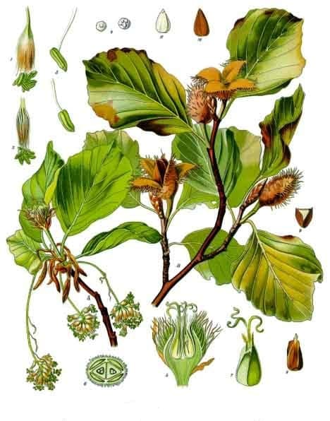 Hêtre (Fagus sylvatica), illustration botanique