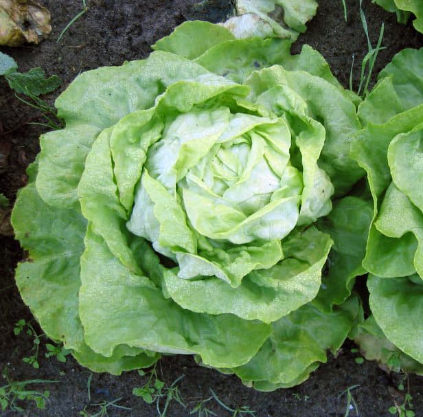Laitue cultivée (Lactuca sativa), illustration botanique