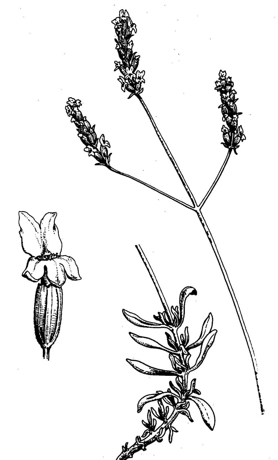 Lavande spic (Lavandula spica), illustration botanique