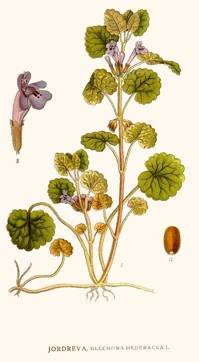 Lierre terrestre (Glechoma hederacea), illustration botanique