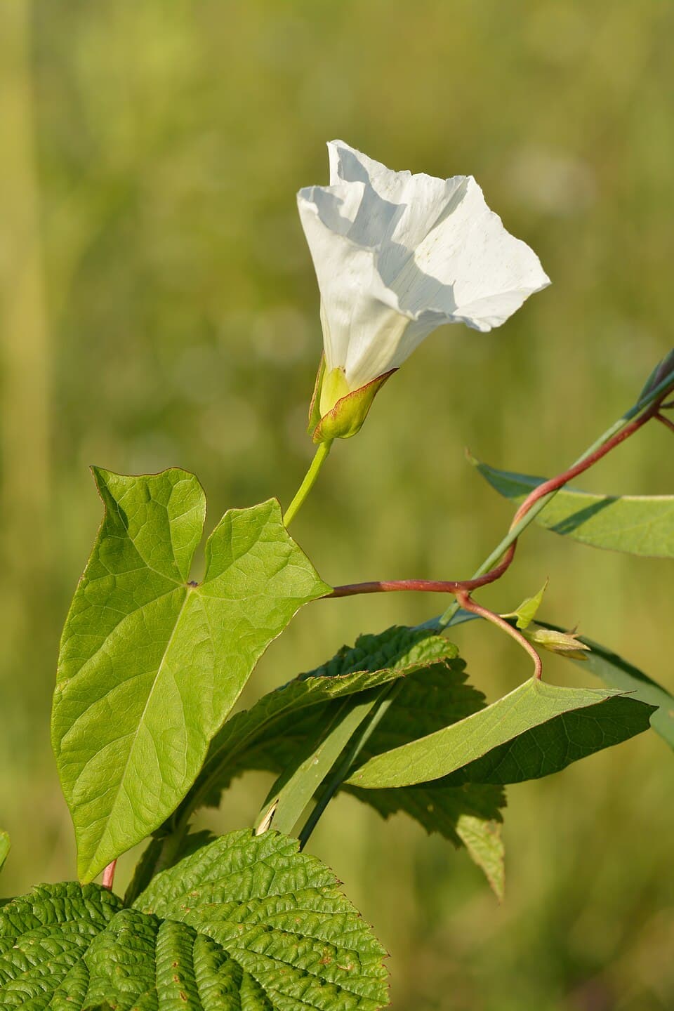 Liseron des haies (Convolvulus sepium), illustration botanique