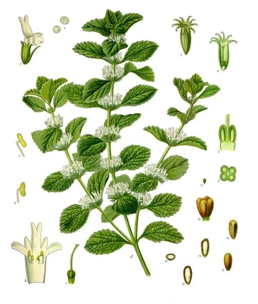 Marrube blanc (Marrubium vulgare), illustration botanique