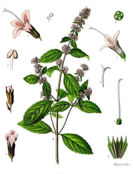 Menthe poivrée (Mentha piperita), illustration botanique