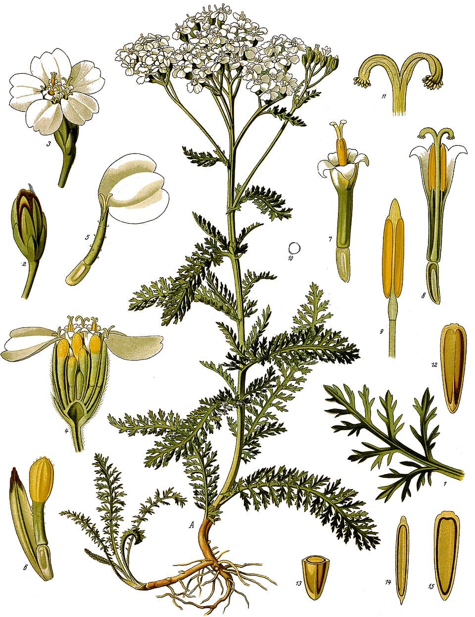 Mille-feuilles (Achillea millefolium), illustration botanique