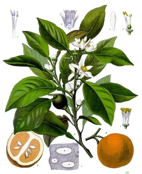 Oranger (Citrus aurantium), illustration botanique