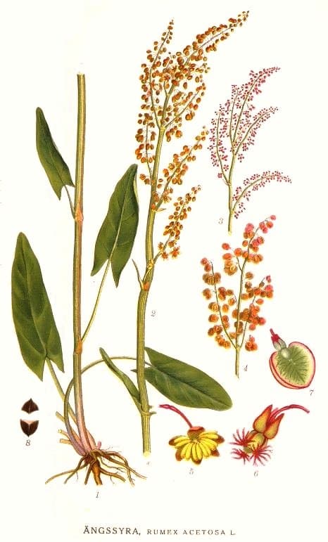 Oseille (Rumex acetosa), illustration botanique