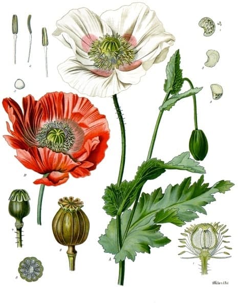 Pavot somnifère (Papaver somniferum), illustration botanique