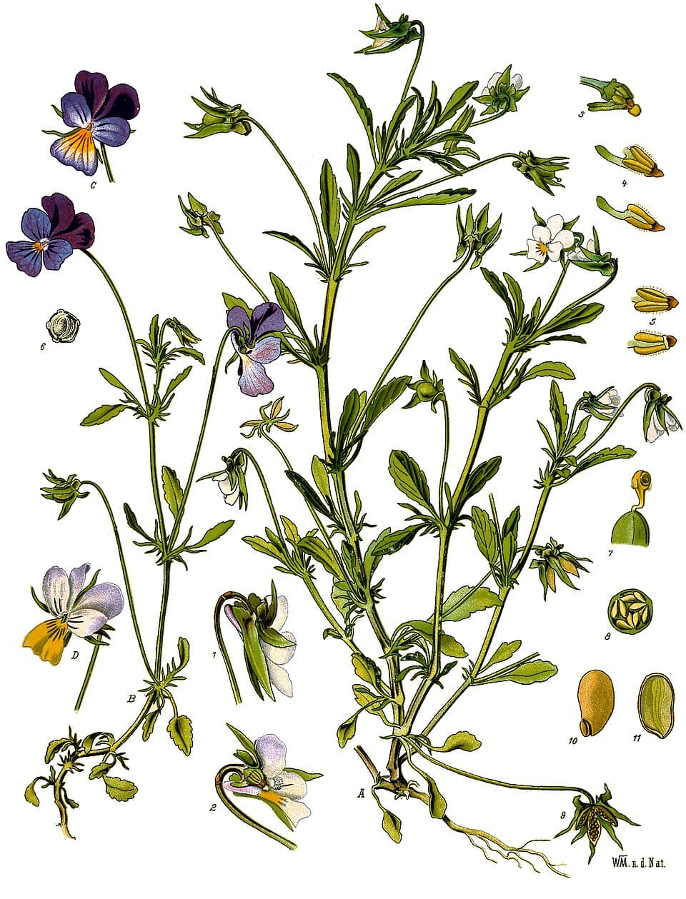 Pensée sauvage (Viola tricolor), illustration botanique
