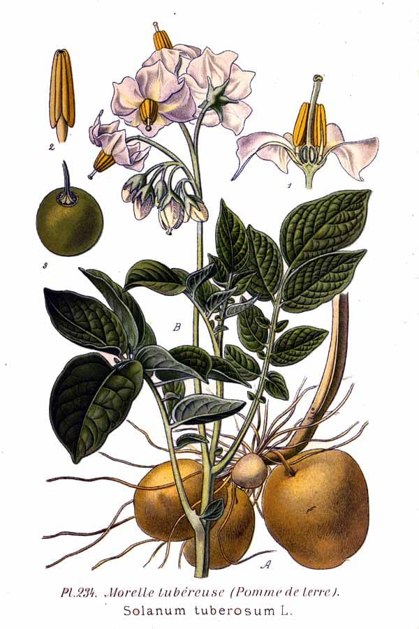 Pomme de terre (Solanum tuberosum), illustration botanique