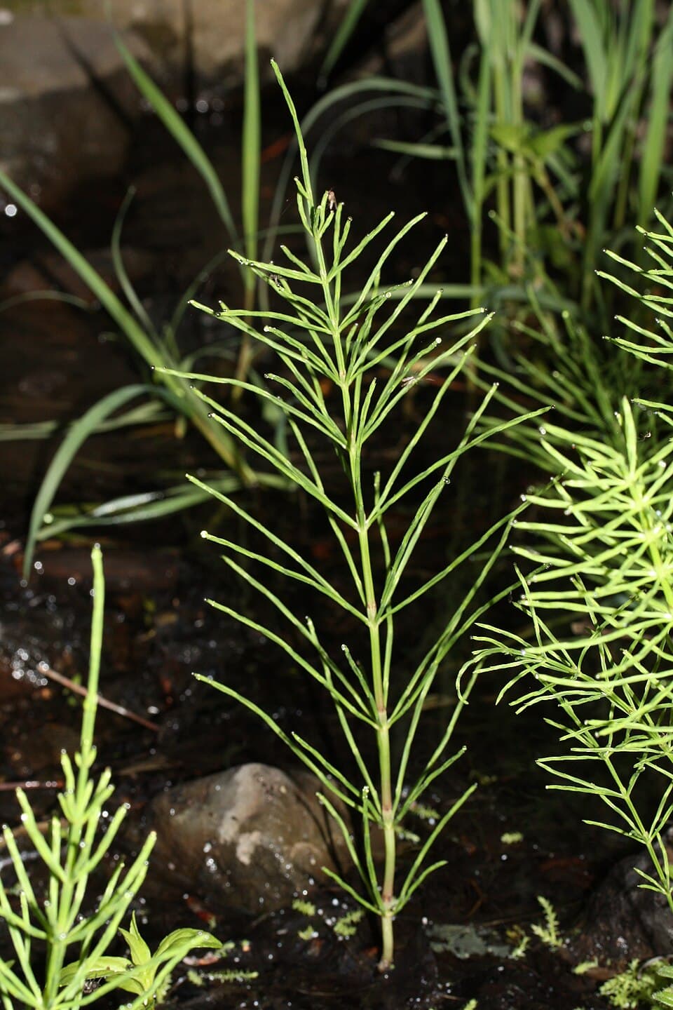 Prèle des champs (Equisetum arvense), illustration botanique