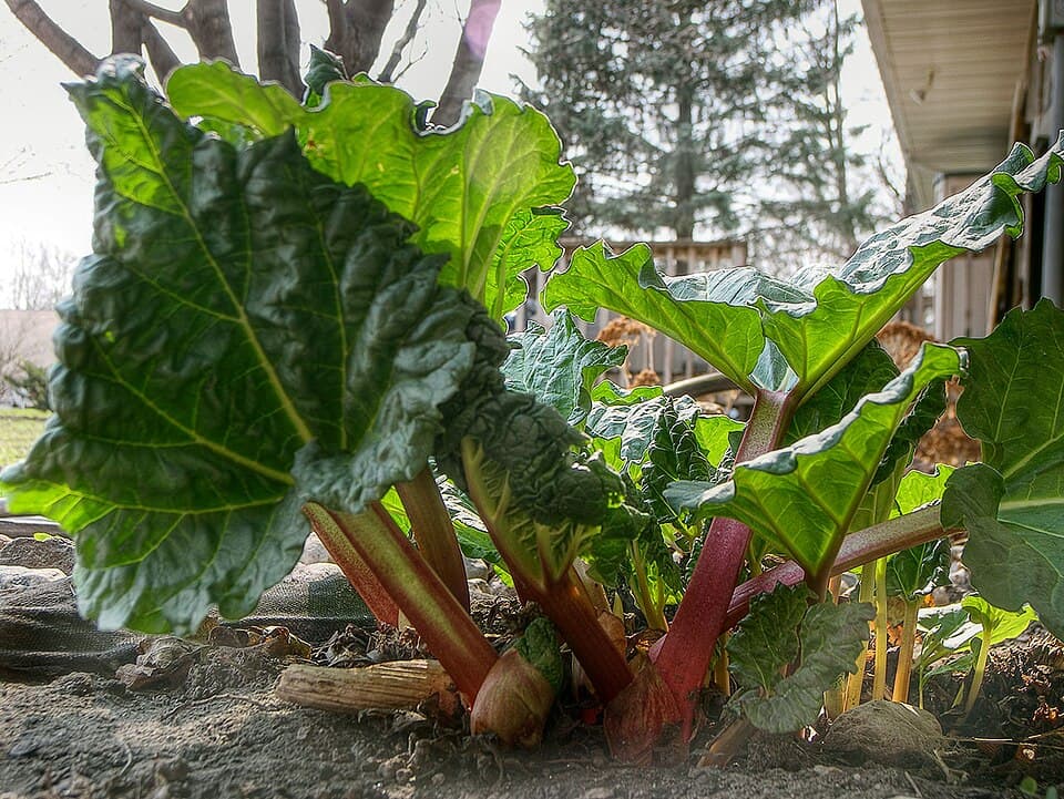 Rhubarbe (Rheum officinale), illustration botanique