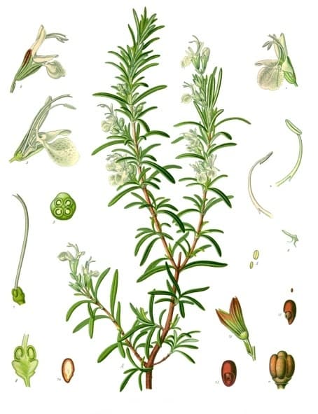 Romarin officinal (Rosmarinus officinalis), illustration botanique