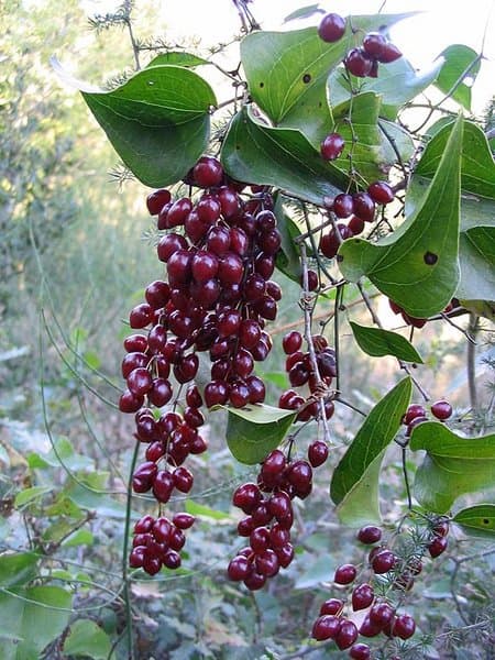 Salsepareille (Smilax sarsaparilla), illustration botanique