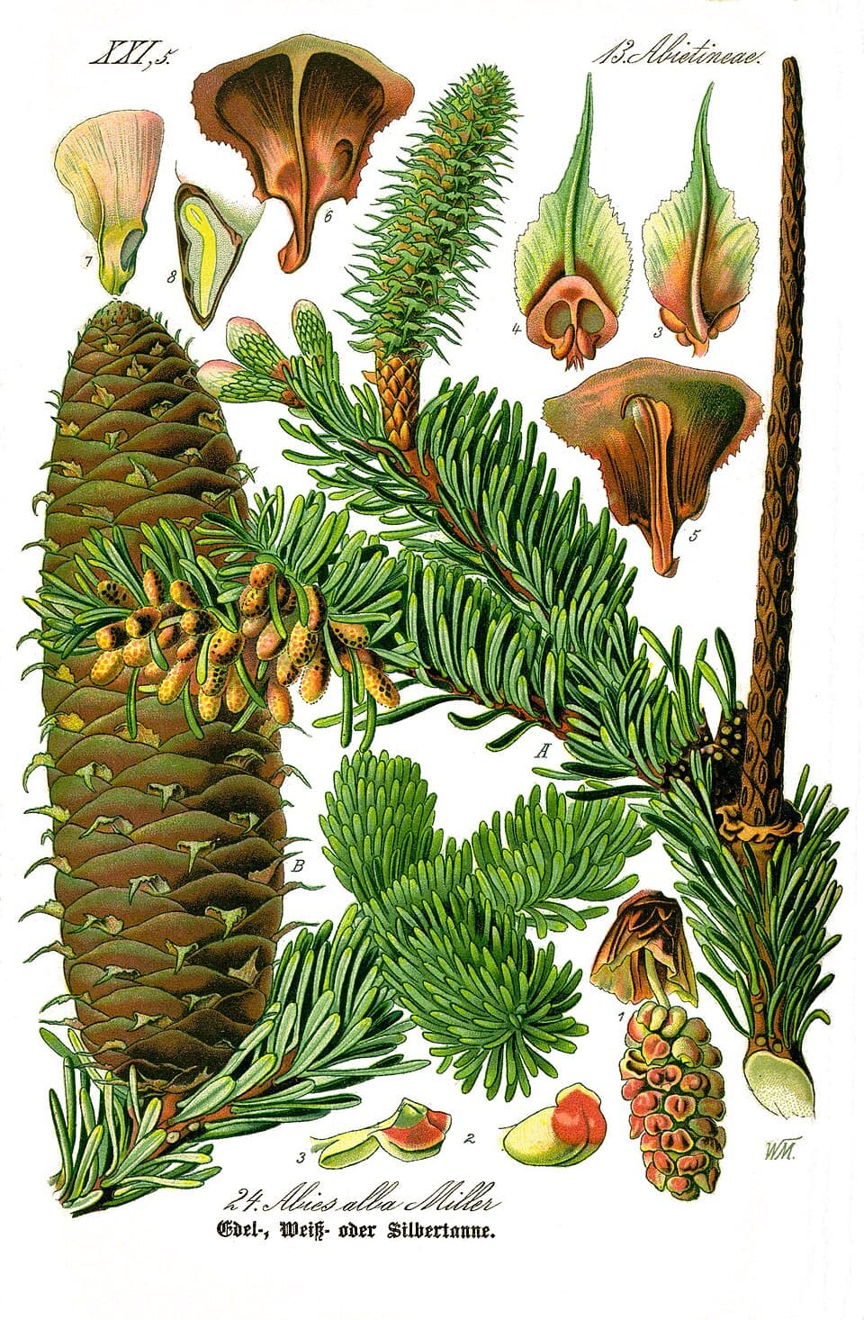Sapin (Abies alba), illustration botanique