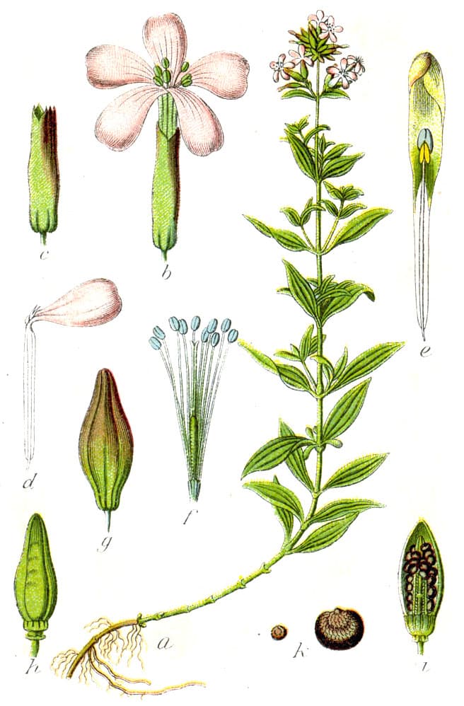 Saponaire officinale (Saponaria officinalis), illustration botanique