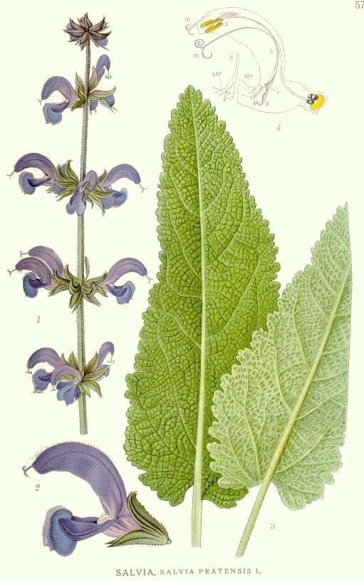 Sauge des prés (Salvia pratensis), illustration botanique