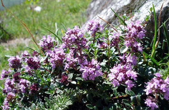 Serpolet (Thymus serpyllum), illustration botanique