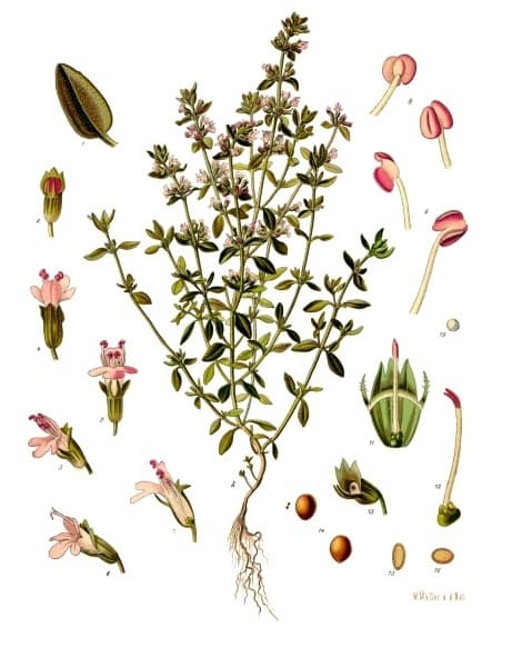 Thym (Thymus vulgaris), illustration botanique