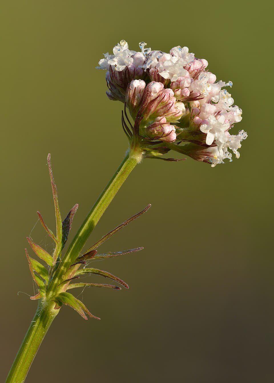 Valériane (Valeriana officinalis), illustration botanique