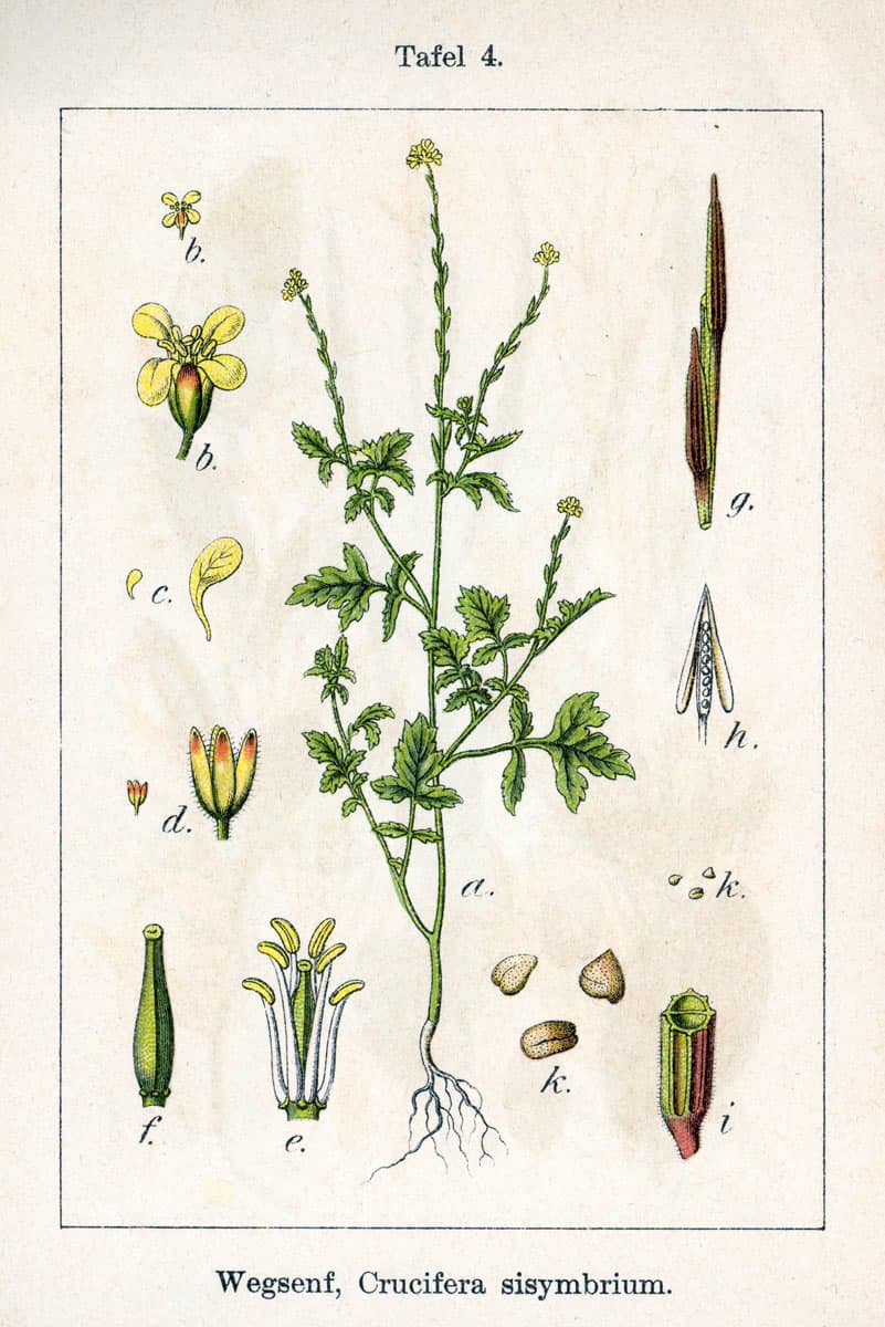 Vêlar (Erysimum officinale), illustration botanique