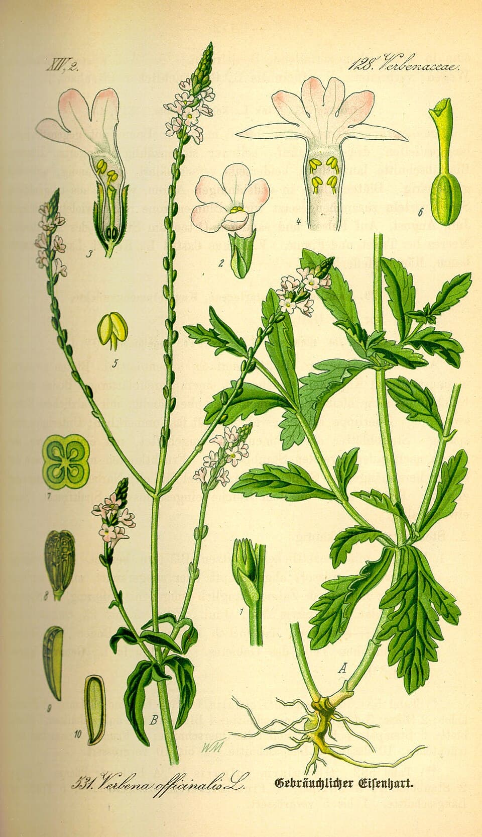 Verveine (Verbena officinalis), illustration botanique